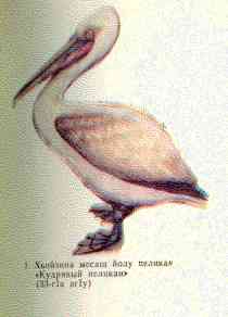 Хьийзина месаш йолу пеликан – 'Кудрявый пеликан' 