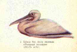 Ц1иэн бос болу пеликан – 'Розовый пеликан' 
